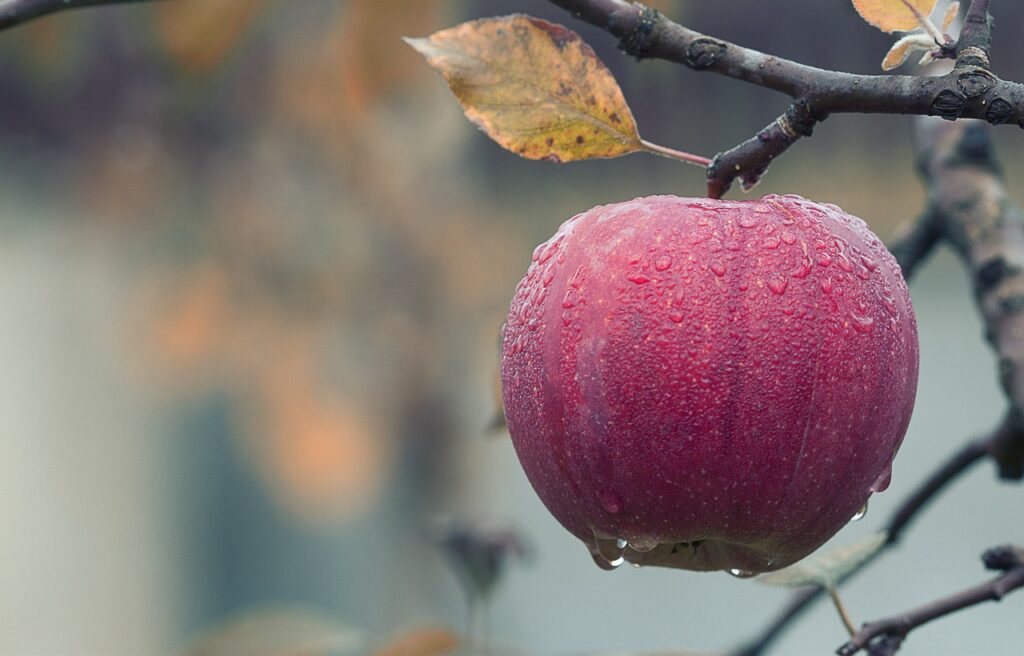 Saftiger Apfel hängt am Baum Wie kocht man Apfelmus