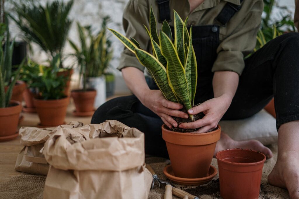 Pflanze wird eingetopft Urban Gardening in Hamburg – Grünes Leben zwischen Elbe und Alster
