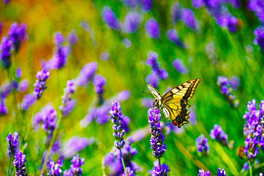 Schmetterling auf einer Wiese Spirituelle Bedeutung des gelben Schmetterlings